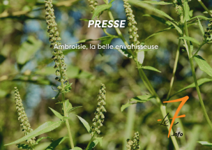 Ambroisie, la belle envahisseuse