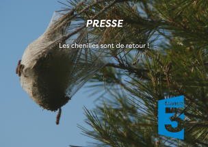 Les chenilles sont de retour !