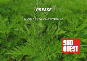 Allergie et pollen d'ambroisie