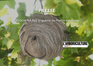 Frelon asiatique