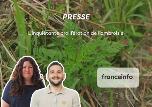 L'inquiétante prolifération de l'ambroisie