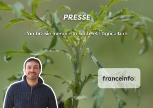 L'ambroisie menace la santé et l'agriculture 