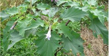 Datura Occitanie EESH