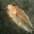Cicadelle Adulte