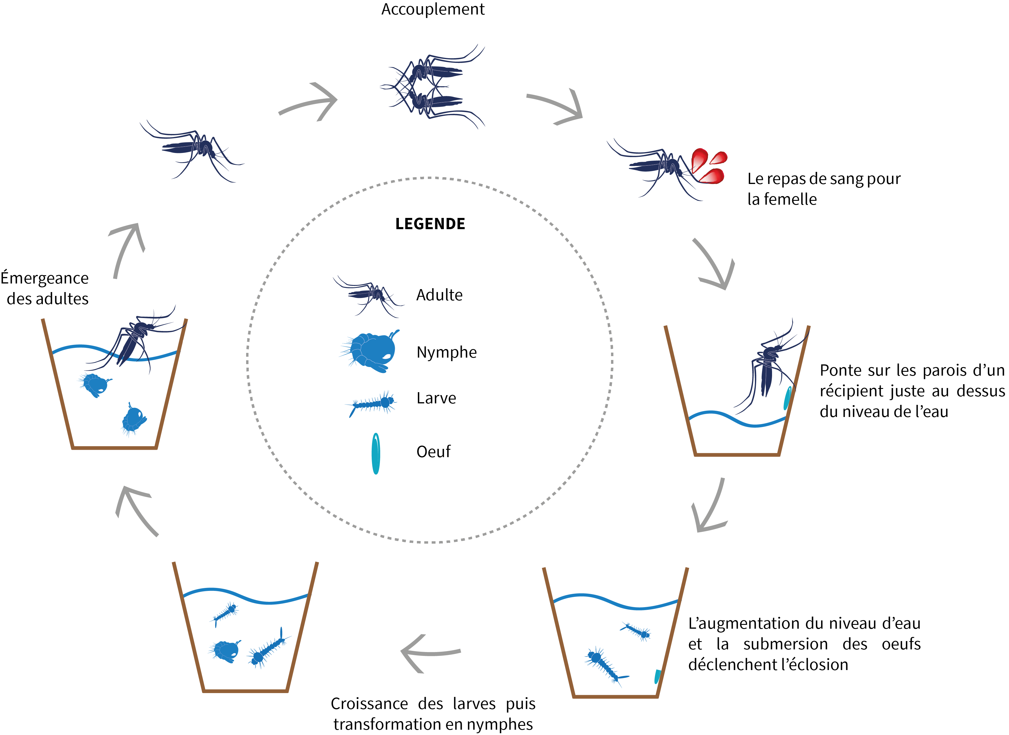 cycle moustique tigre fredon agri moustique