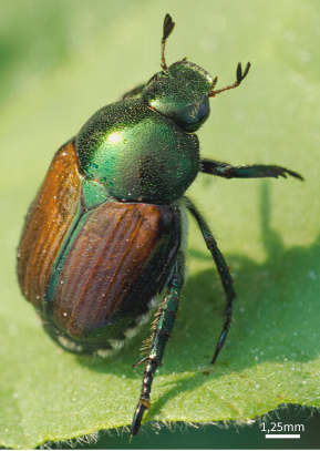 popillia japonica