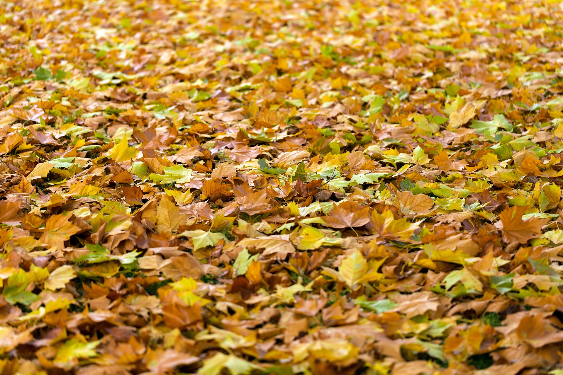 déchets verts fredon france