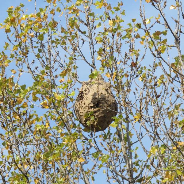 frelon asiatique à pattes jaunes fredon france nid