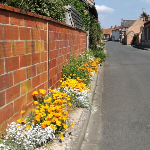 Fleurissement en pied mur, Commune de Chaumont sur Tharonne (41)
