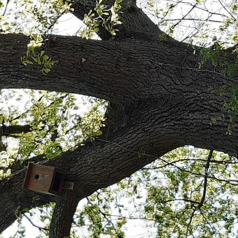 Installation de nichoirs à oiseaux, Camping-Lempdes-Allagnon (43)