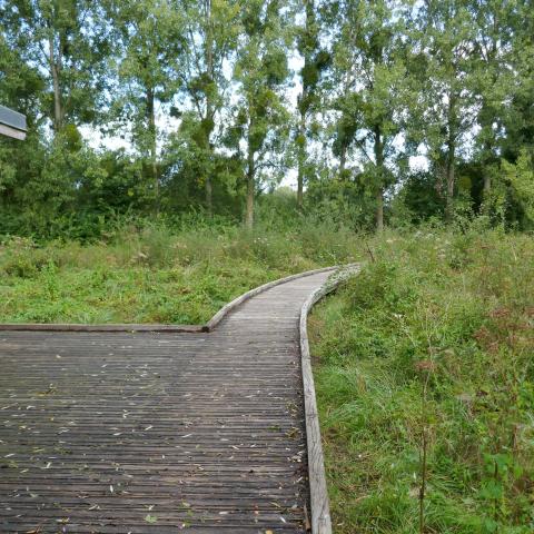 Des zones humides préservées, Commune de Sées (61)