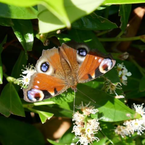 Des insectes bien accueillis dans le parc, Commune de Sées (61)