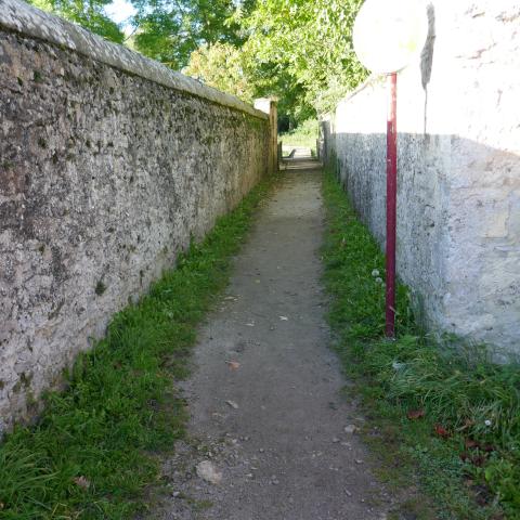 Végétation spontanée en pieds de mur, Commune de Sées (61)