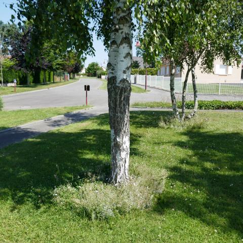 Mise en place de vivaces aux pieds des arbres, Commune de Villers-Bocage (14)