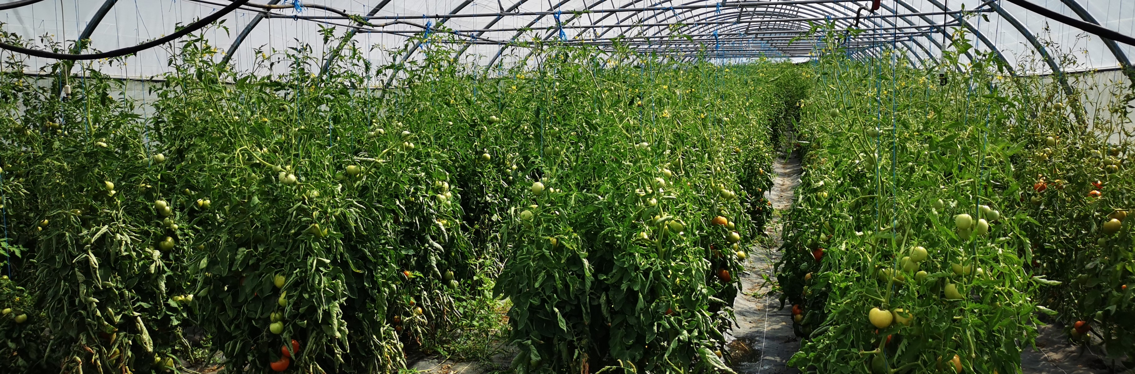 "plans de tomates en serre"