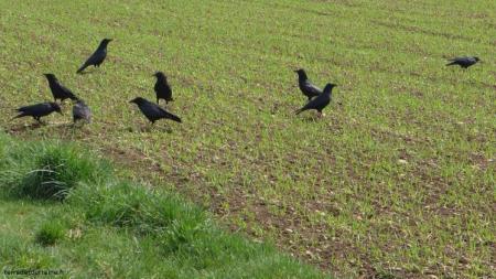 "corvidés dans une parcelle cultivée"
