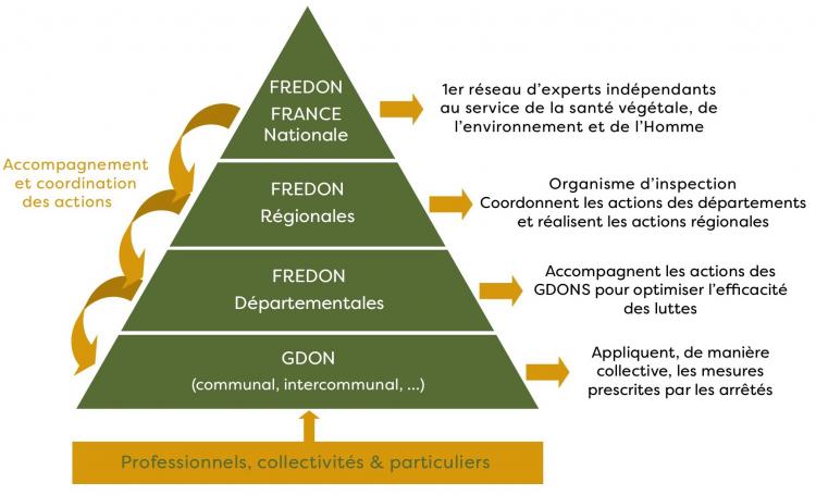 "Fonctionnement en mode pyramidal de FREDON BFC"