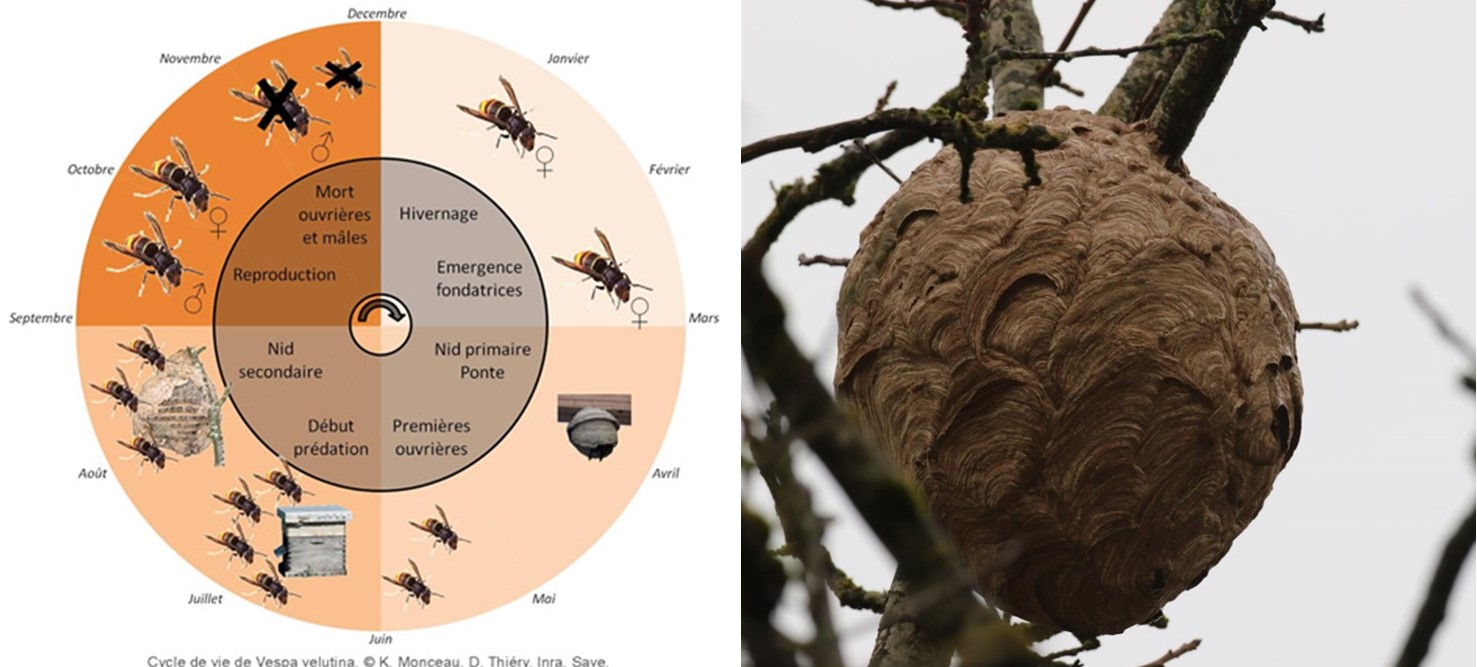 "cycle biologique et nid du frelon asiatique à pattes jaunes"
