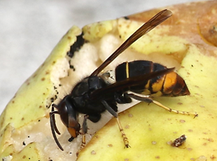 "illustration pour reconnaître un frelon asiatique à pattes jaunes"