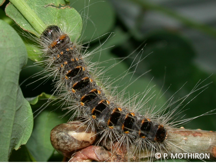 Chenille de processionnaire du Chêne
