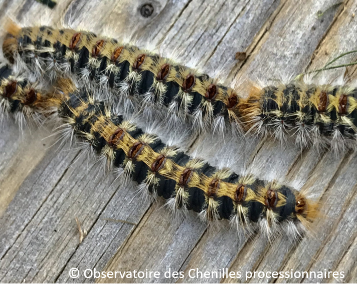 Chenilles de processionnaires du Pin