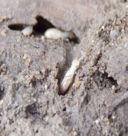 termite ouvrier