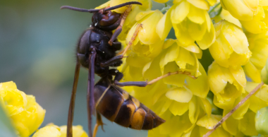 Frelon à pattes jaunes