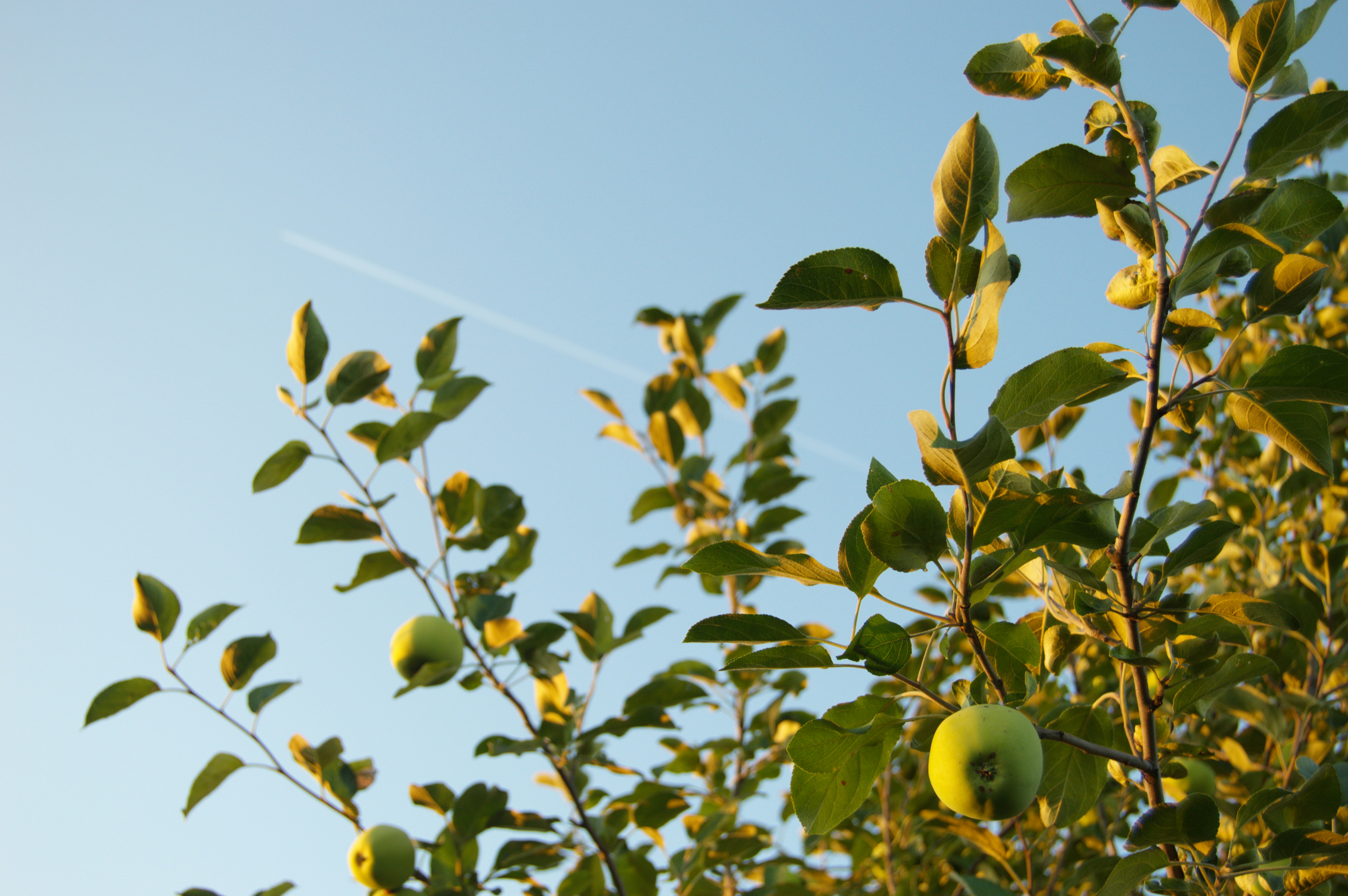 recrutement Ingénieur Réseau Ferme DEPHY en Arboriculture